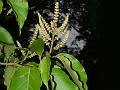 Bracted Premna